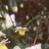 Epimedium x versicolor 'Sulphureum', habit