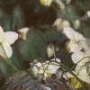 Epimedium x versicolor 'Sulphureum', habit
