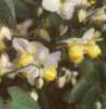 Epimedium x versicolor 'Sulphureum', habit