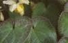 Epimedium x versicolor 'Sulphureum', habit