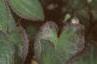 Epimedium x versicolor 'Sulphureum', habit