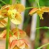 Epimedium × warleyense 'Orangekönigin', flowers