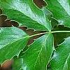 Berberis aquifolium, leaves