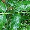 Berberis aquifolium, leaves