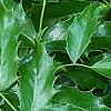 Berberis aquifolium, leaves