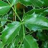 Berberis aquifolium, leaves