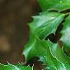 Berberis aquifolium, leaves