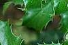 Berberis aquifolium, leaves