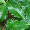 Berberis aquifolium, leaves