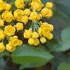 Berberis aquifolium, flowers