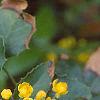 Berberis aquifolium, flowers
