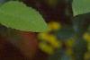 Berberis aquifolium, flowers