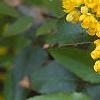 Berberis aquifolium, flowers
