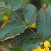 Berberis aquifolium, flowers