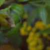 Berberis aquifolium, flowers
