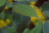 Berberis aquifolium, flowers