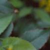 Berberis aquifolium, flowers
