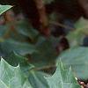 Mahonia bealei, leaves