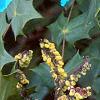 Mahonia bealei, leaves