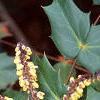 Mahonia bealei, leaves