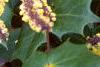 Mahonia bealei, leaves