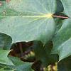 Mahonia bealei, leaves