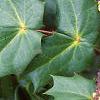 Mahonia bealei, leaves