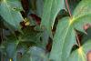 Mahonia bealei, leaves