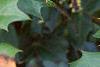 Mahonia bealei, leaves