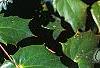 Mahonia bealei, leaves