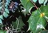 Mahonia bealei, leaves