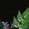 Mahonia bealei, leaves