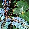 Mahonia bealei, leaves