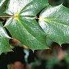 Mahonia bealei, leaves