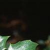 Mahonia bealei, leaves