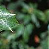 Mahonia bealei, leaves
