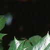 Mahonia bealei, leaves