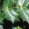 Mahonia bealei, leaves