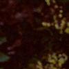 Mahonia bealei, flowers