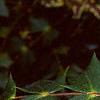 Mahonia bealei, flowers