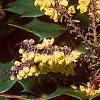 Mahonia bealei, flowers