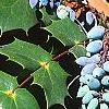Mahonia bealei, fruit