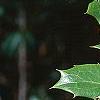 Mahonia bealei, fruit