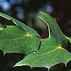 Mahonia bealei, fruit