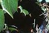 Mahonia bealei, fruit