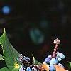 Mahonia bealei, fruit