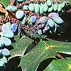 Mahonia bealei, fruit