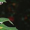 Mahonia bealei, fruit