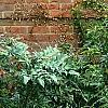 Mahonia x media 'Lionel Fortescue', habit