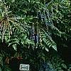 Mahonia x media 'Lionel Fortescue', habit